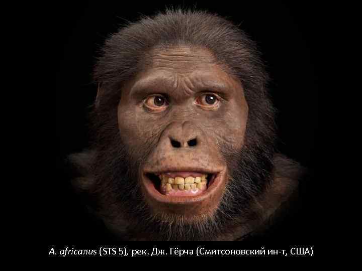 A. africanus (STS 5), рек. Дж. Гёрча (Смитсоновский ин-т, США) 