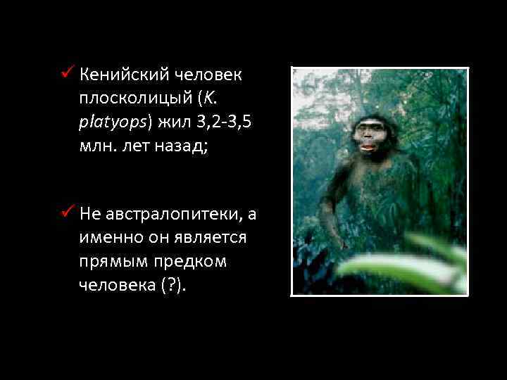 ü Кенийский человек плосколицый (K. platyops) жил 3, 2 -3, 5 млн. лет назад;