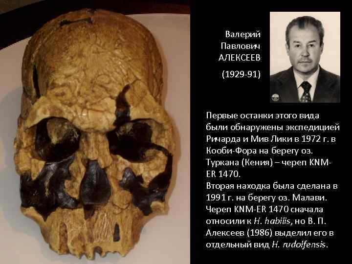 Валерий Павлович АЛЕКСЕЕВ (1929 -91) Первые останки этого вида были обнаружены экспедицией Ричарда и