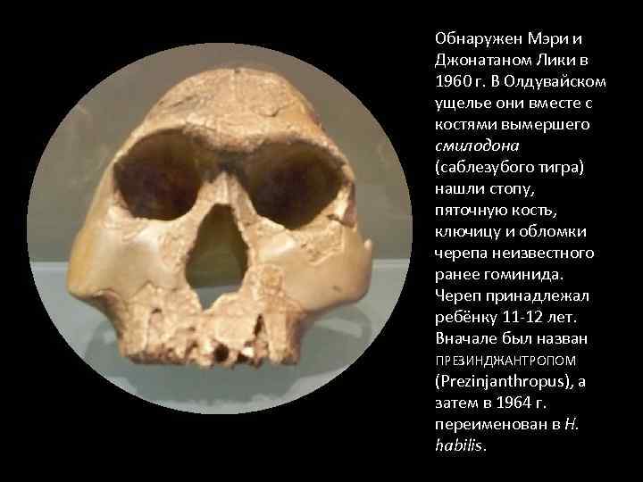 Обнаружен Мэри и Джонатаном Лики в 1960 г. В Олдувайском ущелье они вместе с