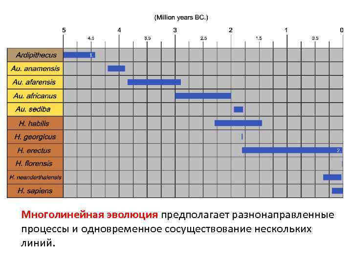 Многолинейная эволюция предполагает разнонаправленные процессы и одновременное сосуществование нескольких линий. 