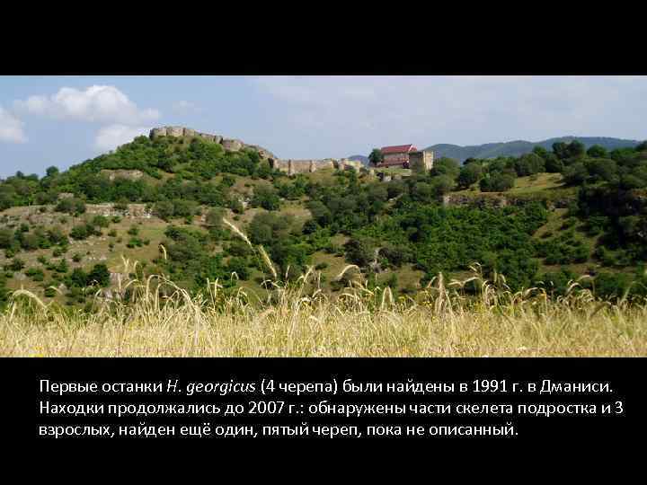 Первые останки H. georgicus (4 черепа) были найдены в 1991 г. в Дманиси. Находки