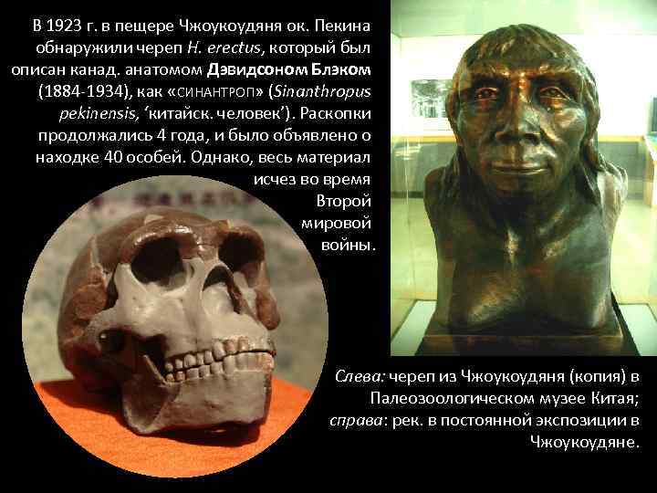 В 1923 г. в пещере Чжоукоудяня ок. Пекина обнаружили череп H. erectus, который был