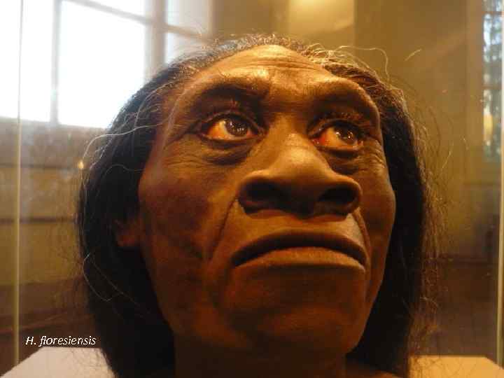 H. floresiensis 