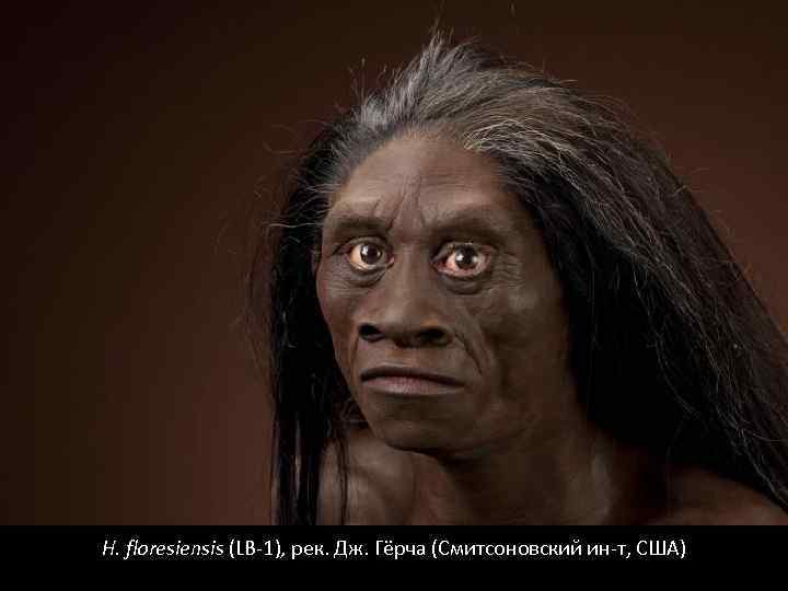 H. floresiensis (LB-1), рек. Дж. Гёрча (Смитсоновский ин-т, США) 