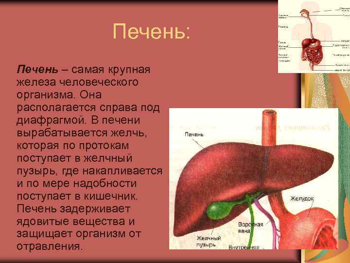 Печень: Печень – самая крупная железа человеческого организма. Она располагается справа под диафрагмой. В