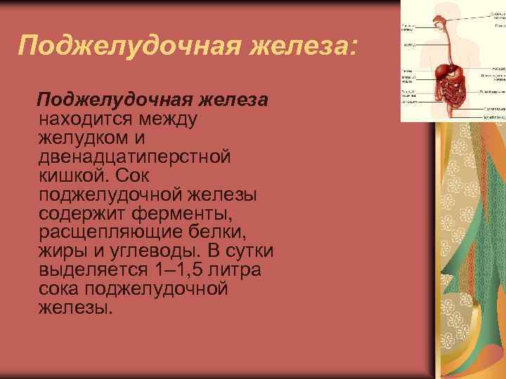 Поджелудочная железа: Поджелудочная железа находится между желудком и двенадцатиперстной кишкой. Сок поджелудочной железы содержит