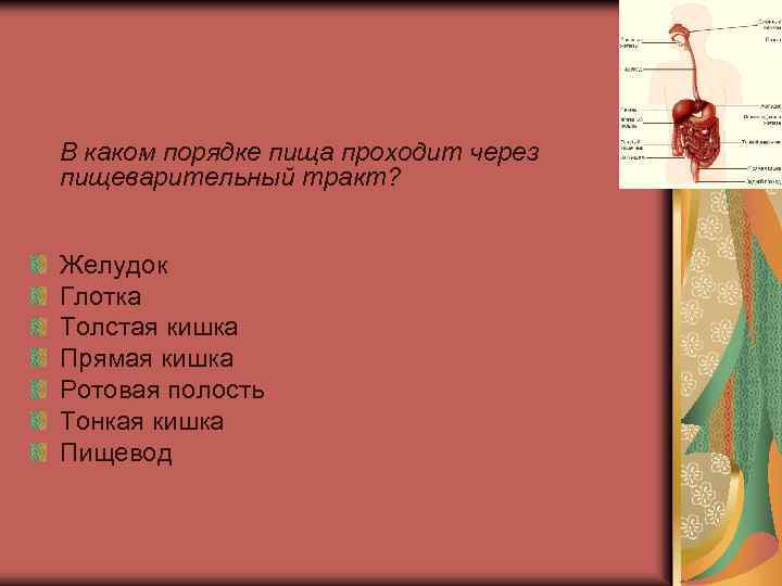  В каком порядке пища проходит через пищеварительный тракт? Желудок Глотка Толстая кишка Прямая