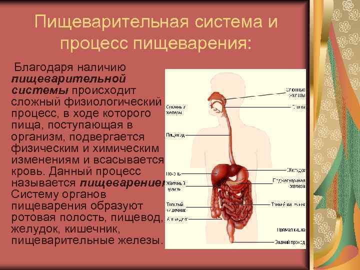 Пищеварительная система и процесс пищеварения: Благодаря наличию пищеварительной системы происходит сложный физиологический процесс, в