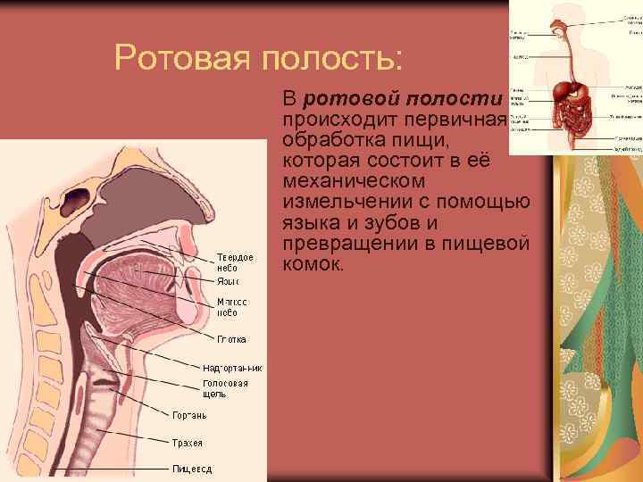 Ротовая полость: В ротовой полости происходит первичная обработка пищи, которая состоит в её механическом