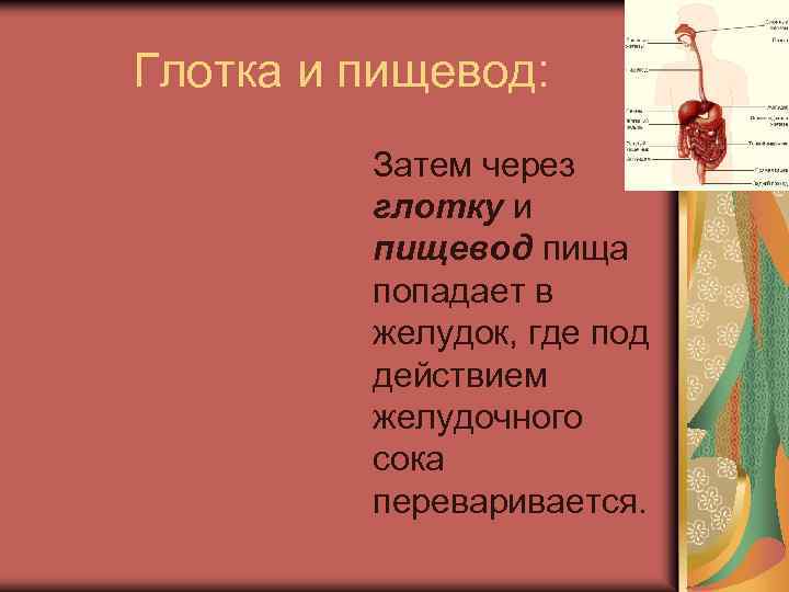 Глотка и пищевод: Затем через глотку и пищевод пища попадает в желудок, где под