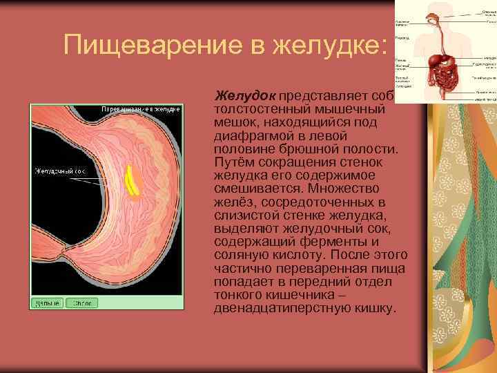 Пищеварение в желудке: Желудок представляет собой толстостенный мышечный мешок, находящийся под диафрагмой в левой