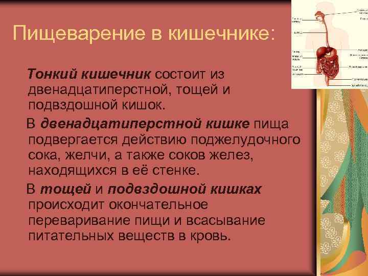 Пищеварение в кишечнике: Тонкий кишечник состоит из двенадцатиперстной, тощей и подвздошной кишок. В двенадцатиперстной