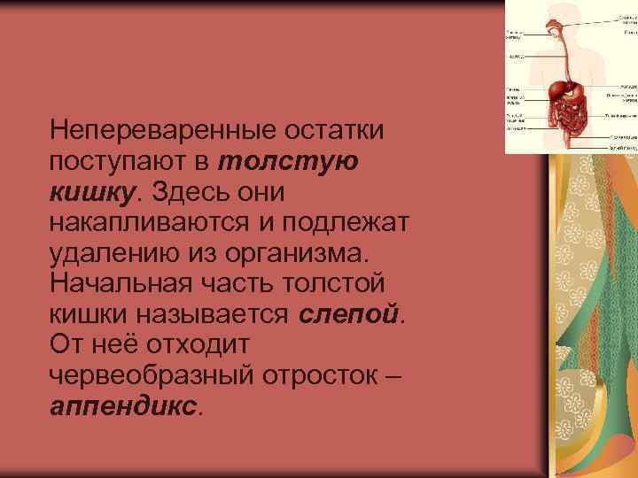  Непереваренные остатки поступают в толстую кишку. Здесь они накапливаются и подлежат удалению из