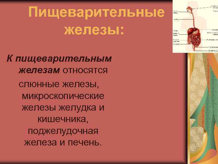 Пищеварительные железы: К пищеварительным железам относятся слюнные железы, микроскопические железы желудка и кишечника, поджелудочная