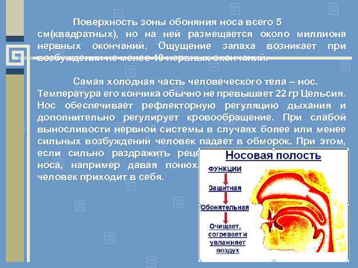 Поверхность зоны обоняния носа всего 5 см(квадратных), но на ней размещается около миллиона нервных
