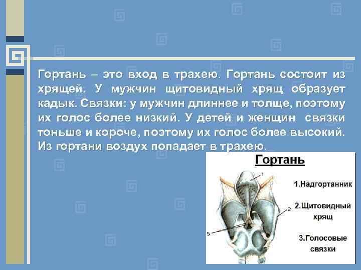 Гортань – это вход в трахею. Гортань состоит из хрящей. У мужчин щитовидный хрящ