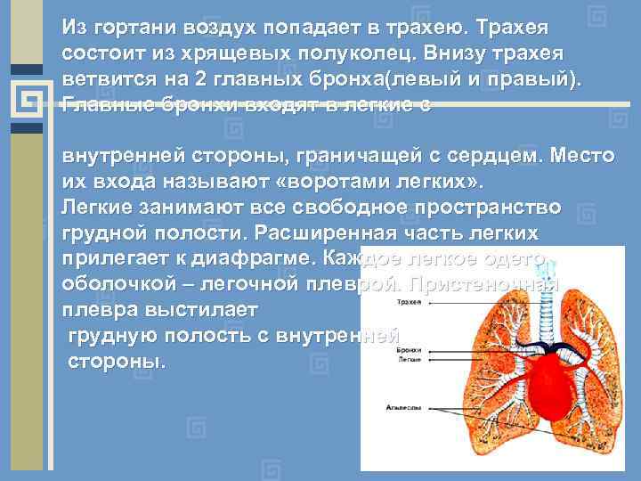 Из гортани воздух попадает в трахею. Трахея состоит из хрящевых полуколец. Внизу трахея ветвится