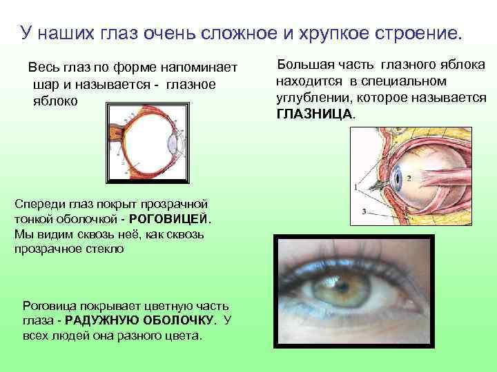 У наших глаз очень сложное и хрупкое строение. Весь глаз по форме напоминает шар