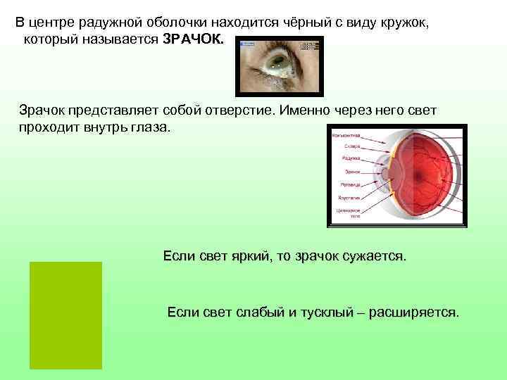 В центре радужной оболочки находится чёрный с виду кружок, который называется ЗРАЧОК. Зрачок представляет