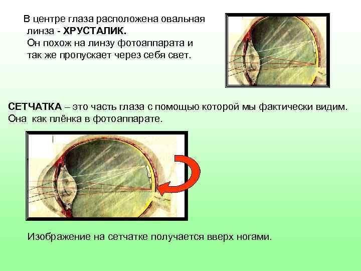 В центре глаза расположена овальная линза - ХРУСТАЛИК. Он похож на линзу фотоаппарата и