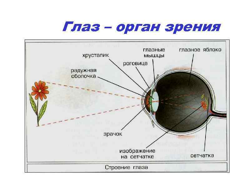 Глаз – орган зрения 