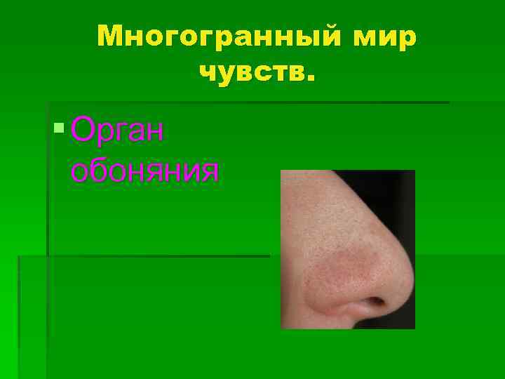 Многогранный мир чувств. § Орган обоняния 