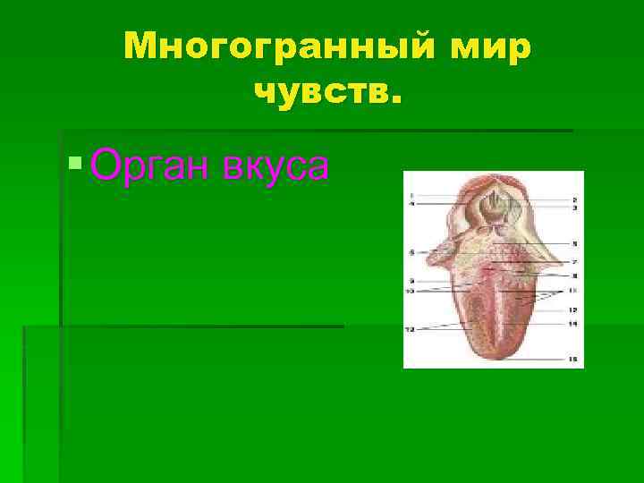 Многогранный мир чувств. § Орган вкуса 