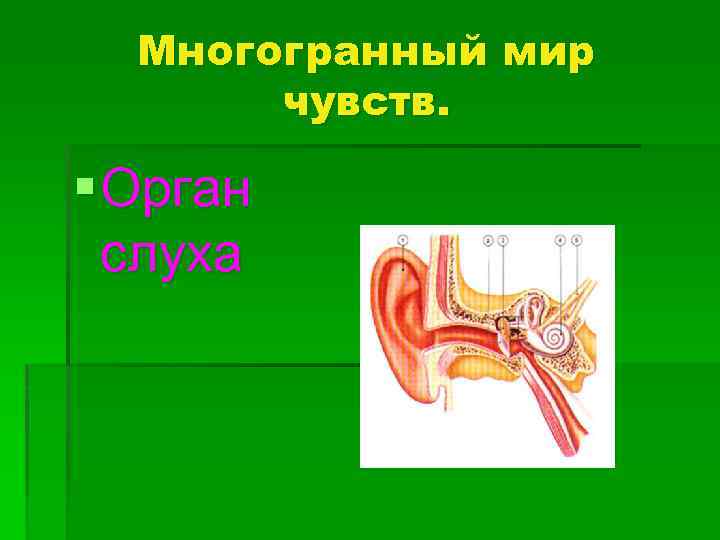 Многогранный мир чувств. § Орган слуха 
