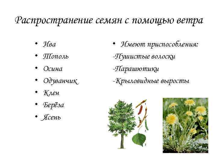 Распространение семян с помощью ветра • • Ива Тополь Осина Одуванчик Клен Берёза Ясень