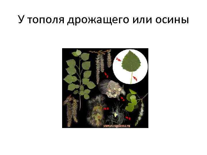У тополя дрожащего или осины 