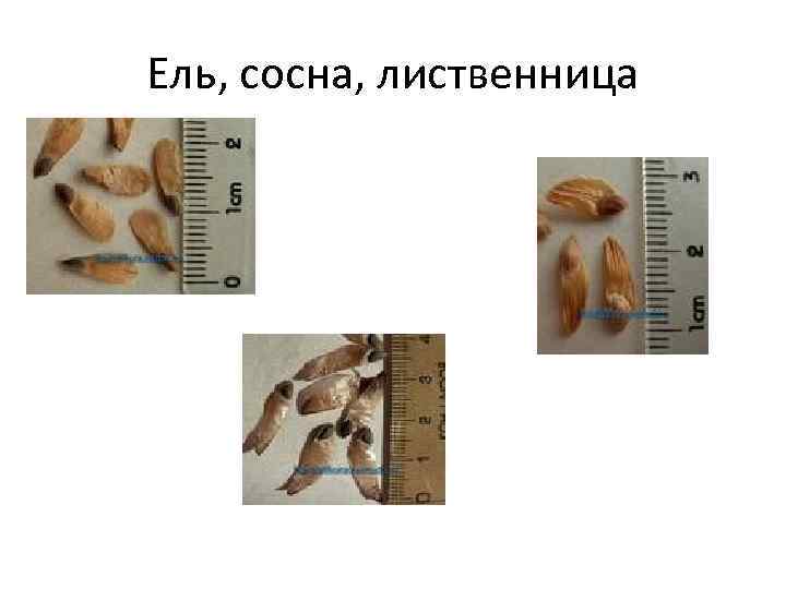 Ель, сосна, лиственница 