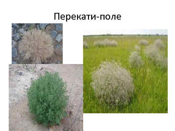 Перекати-поле 