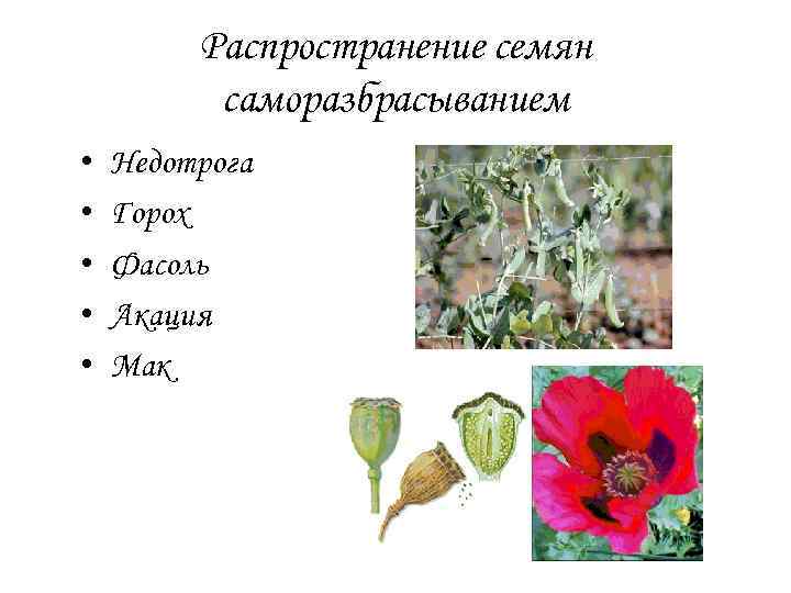 Распространение семян саморазбрасыванием • • • Недотрога Горох Фасоль Акация Мак 