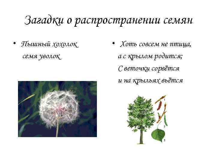 Загадки о распространении семян • Пышный хохолок семя уволок • Хоть совсем не птица,