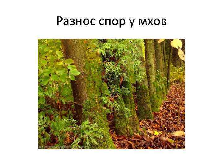 Разнос спор у мхов 