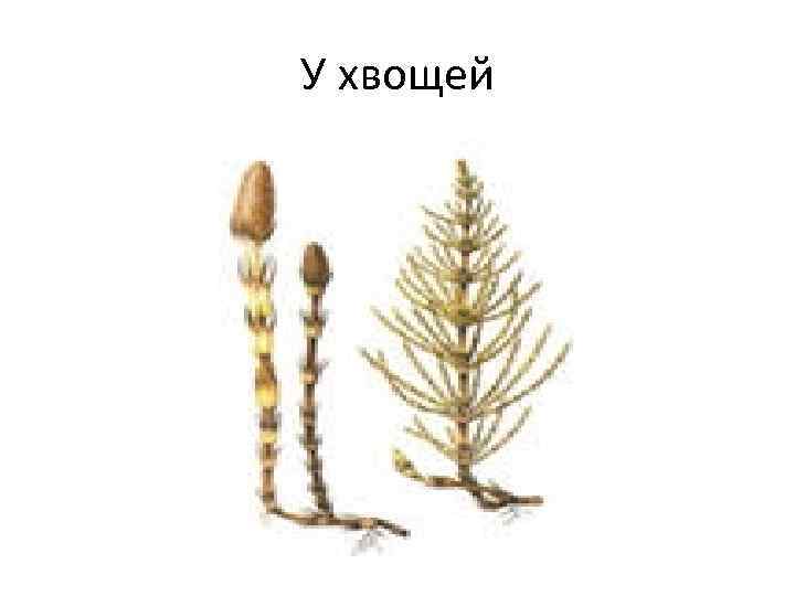 У хвощей 