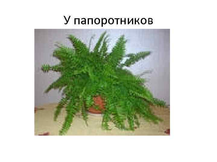 У папоротников 