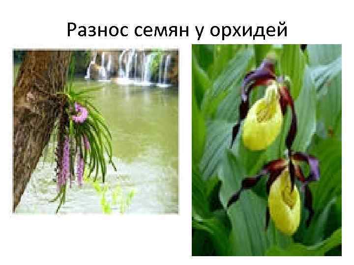 Разнос семян у орхидей 