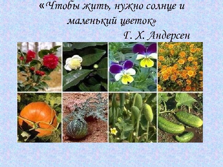  «Чтобы жить, нужно солнце и маленький цветок» Г. Х. Андерсен 