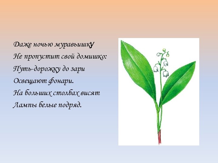 Даже ночью муравьишку Не пропустит свой домишко: Путь-дорожку до зари Освещают фонари. На больших