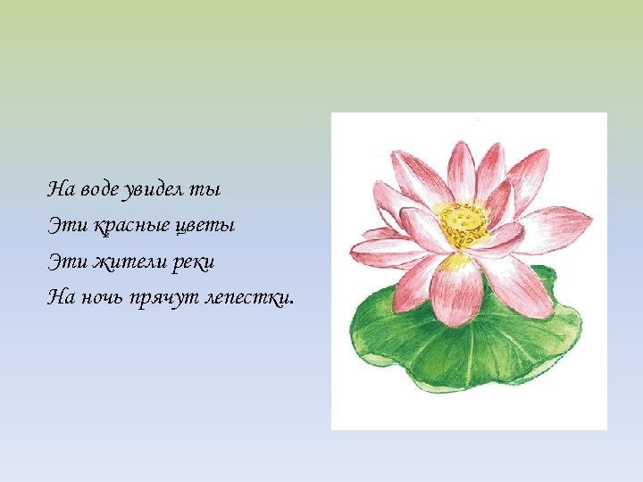 На воде увидел ты Эти красные цветы Эти жители реки На ночь прячут лепестки.