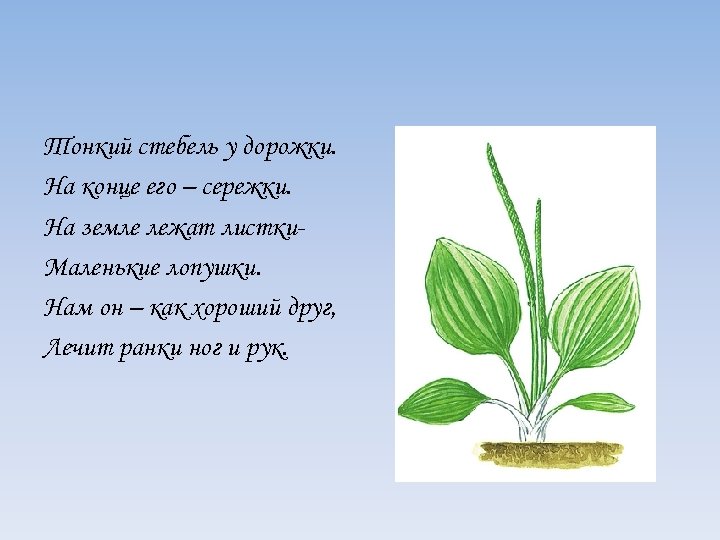 Тонкий стебель у дорожки. На конце его – сережки. На земле лежат листки. Маленькие