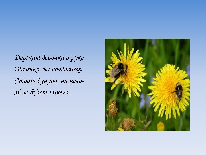Держит девочка в руке Облачко на стебельке. Стоит дунуть на него. И не будет
