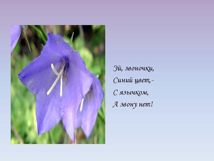 Эй, звоночки, Синий цвет, С язычком, А звону нет! 