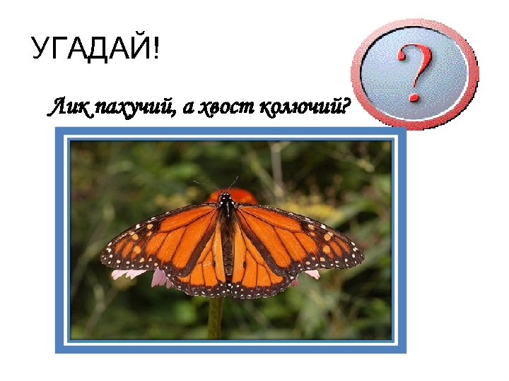 УГАДАЙ! Лик пахучий, а хвост колючий? 