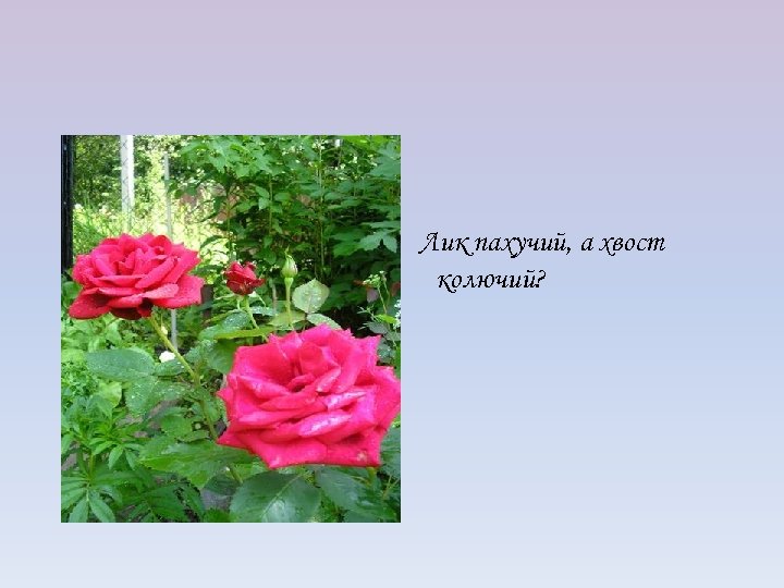 Лик пахучий, а хвост колючий? 