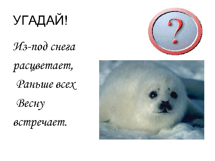 УГАДАЙ! Из-под снега расцветает, Раньше всех Весну встречает. 