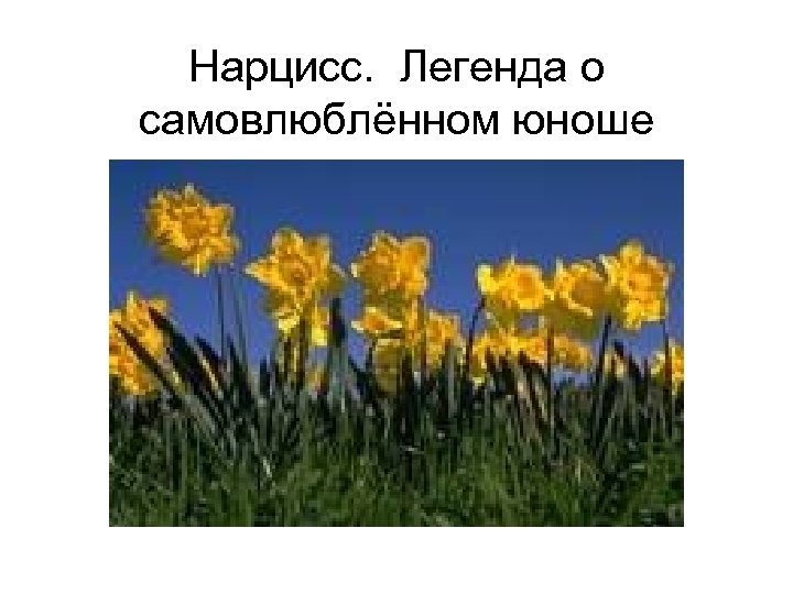 Нарцисс. Легенда о самовлюблённом юноше 