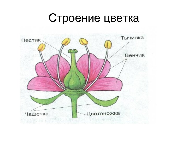 Цветы биология картинки